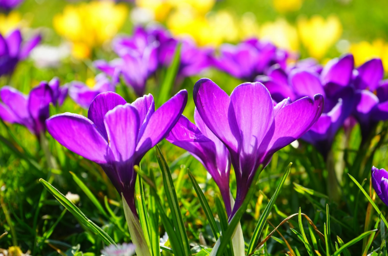 Virtus: Unearthing the Potential of Biochar in Climate Finance